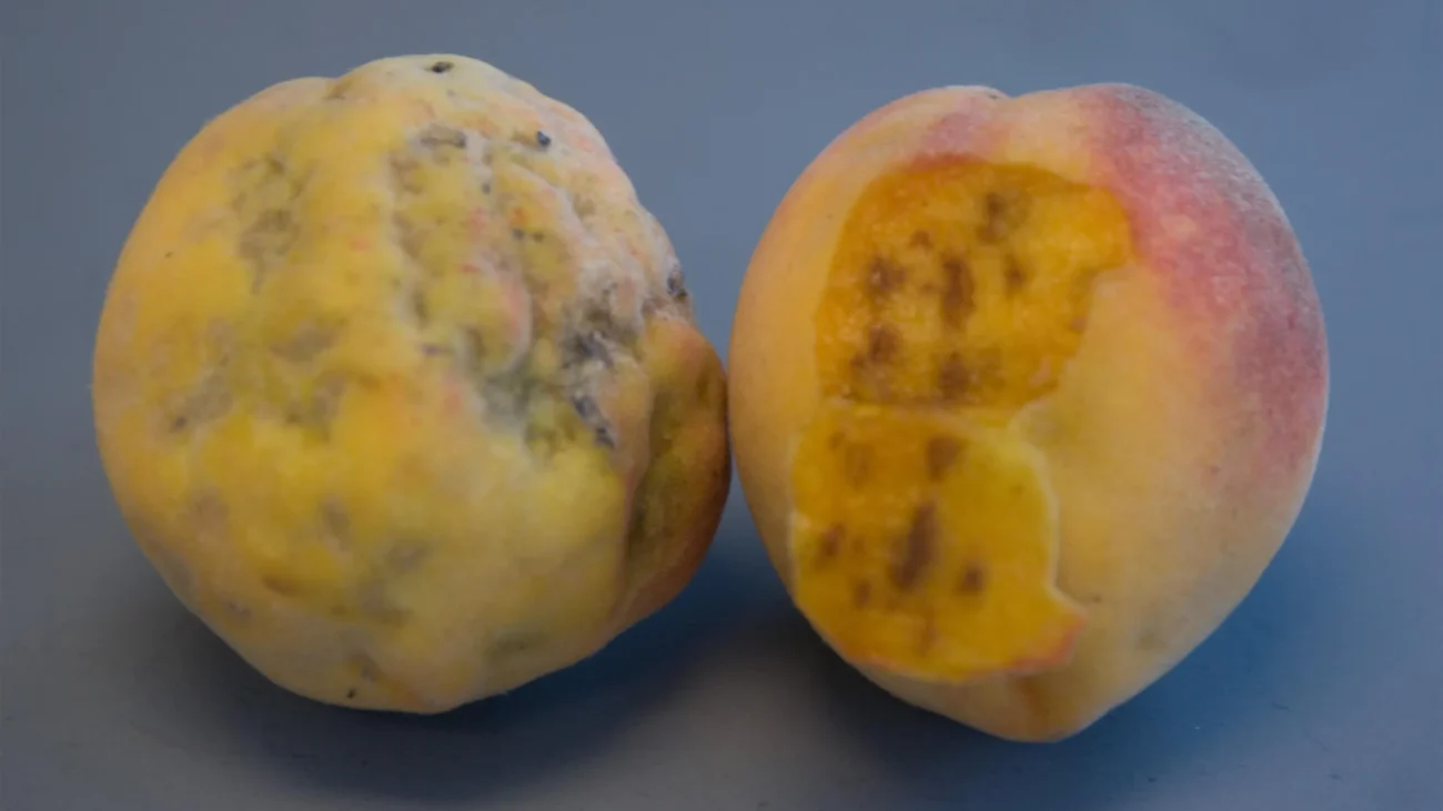 Brown marmorated stink bug damage to fruit. Photo Author: Ric Bessin, University of Kentucky