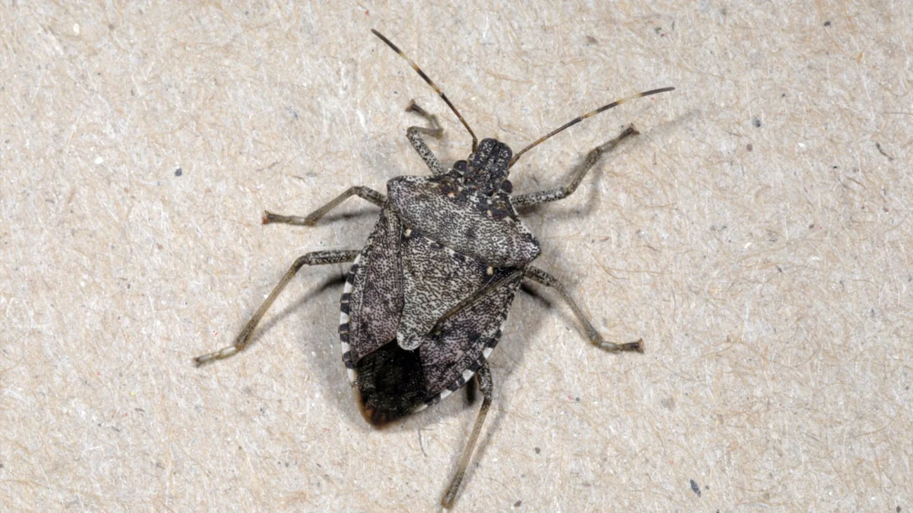 The Brown Marmorated Stink Bug (BMSB) adult. Photo Author: Ric Bessin, University of Kentucky