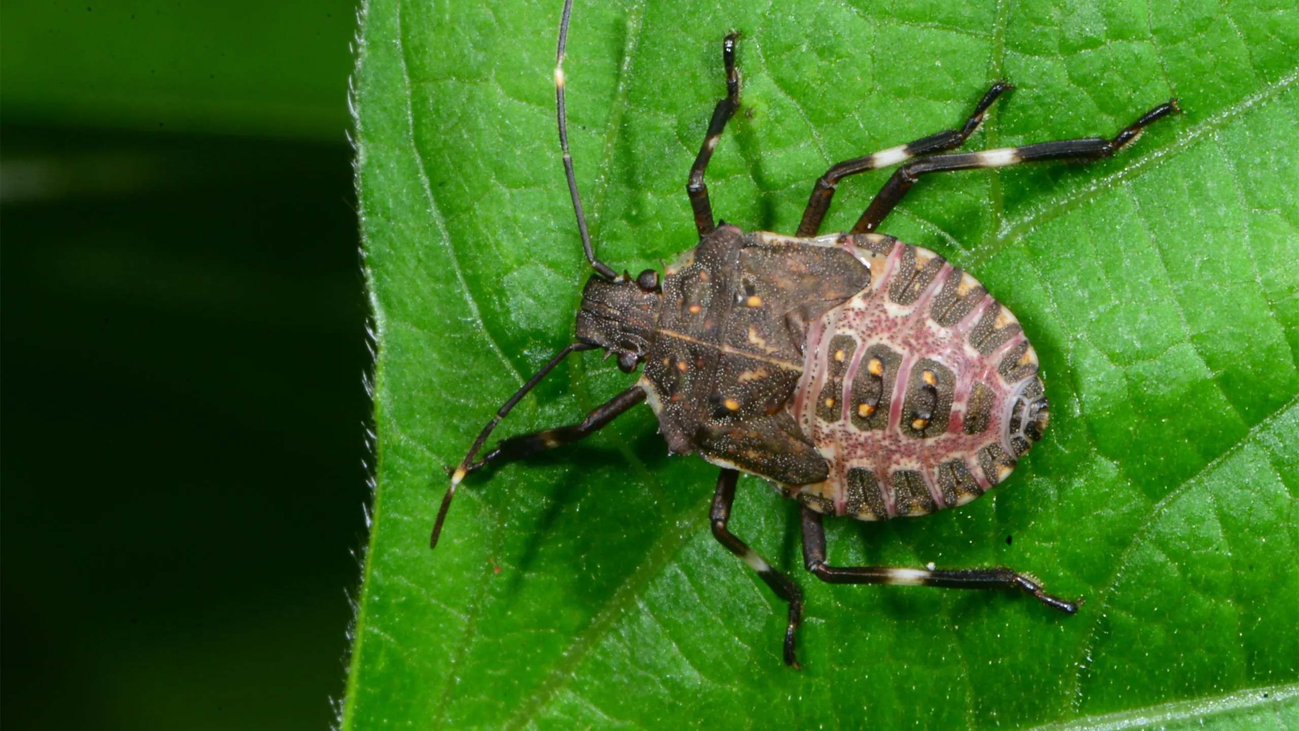 The Brown Marmorated Stink Bug (BMSB) nymph. Photo Author: Ric Bessin, University of Kentucky