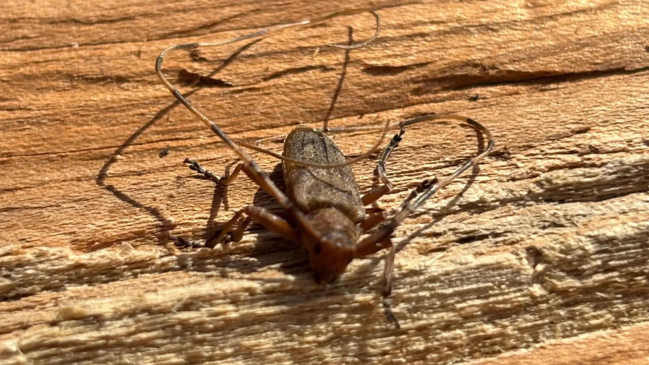 Tycz cieśla (Acanthocinus aedilis)