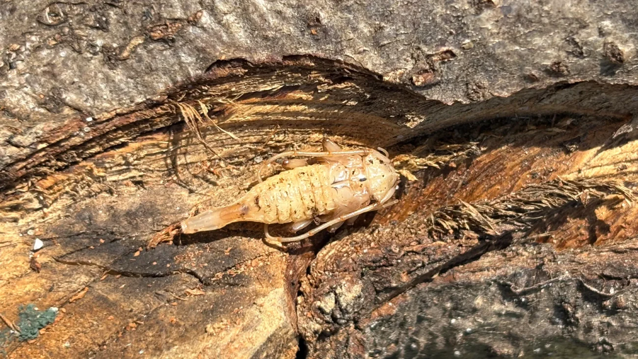 Tycz cieśla (Acanthocinus aedilis)