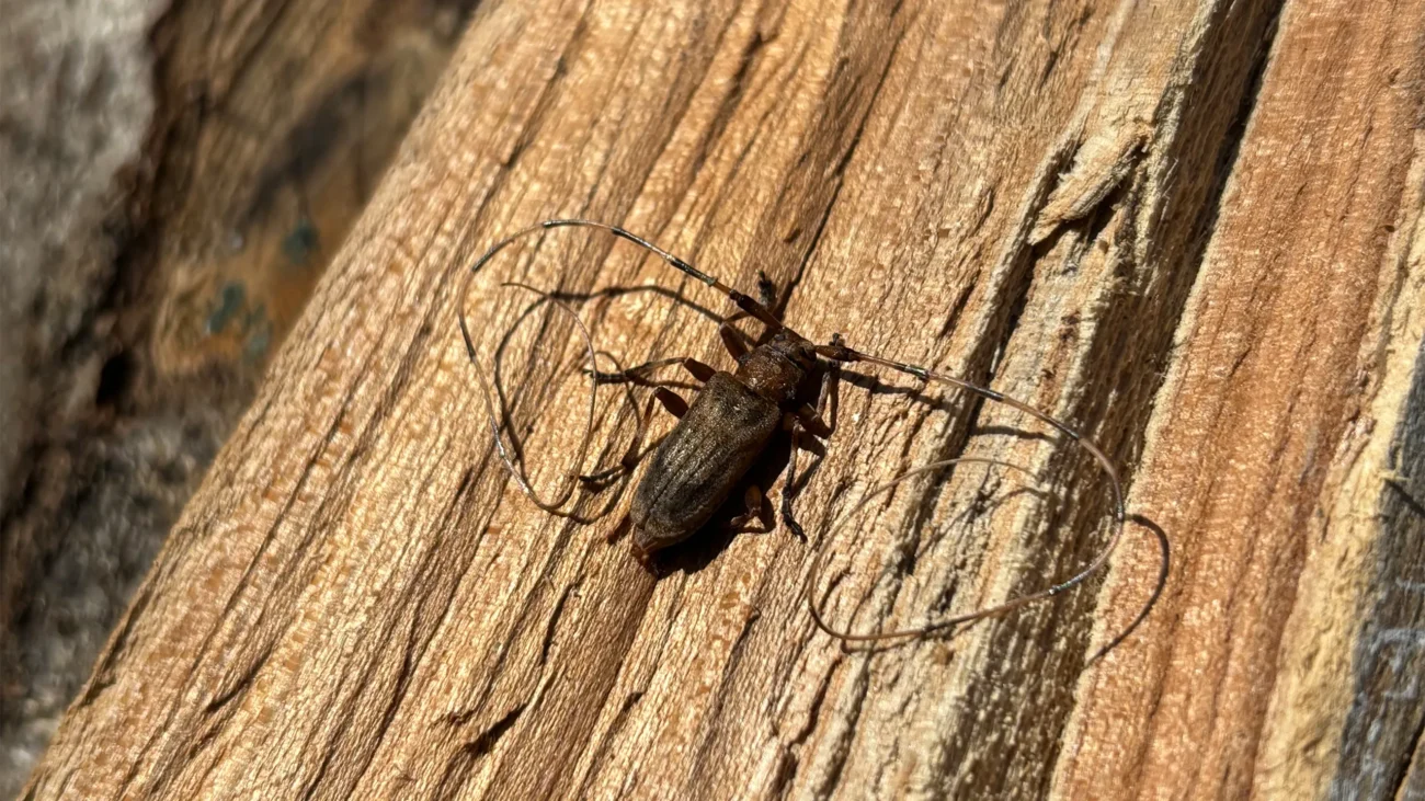 Tycz cieśla (Acanthocinus aedilis)