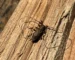 Tycz cieśla (Acanthocinus aedilis)