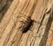 Tycz cieśla (Acanthocinus aedilis)