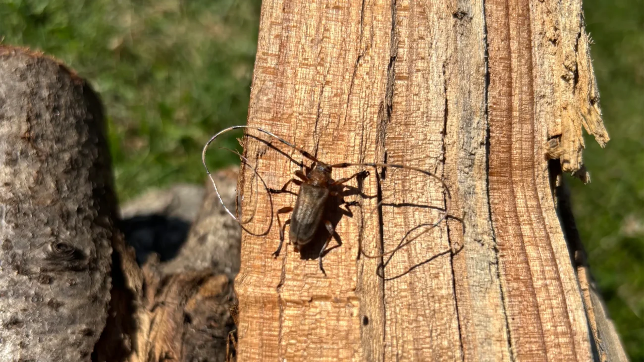 Tycz cieśla (Acanthocinus aedilis)