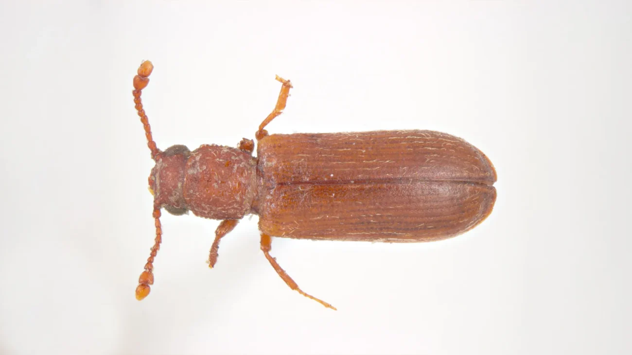 Miazgowiec parkietowiec (Lyctus linearis). Źródło: https://www.invasive.org/