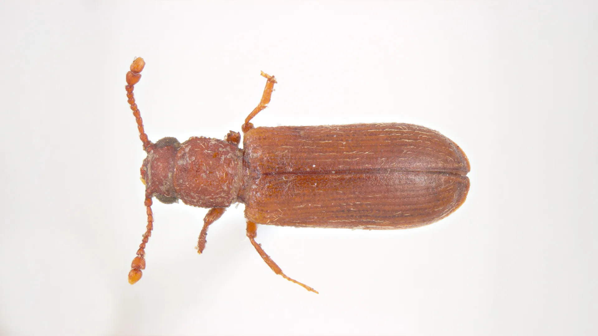 Miazgowiec parkietowiec (Lyctus linearis). Źródło: https://www.invasive.org/