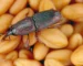 Wołek zbożowy. Źródło: https://earthpedia.earth.com/