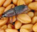 Wołek zbożowy. Źródło: https://earthpedia.earth.com/